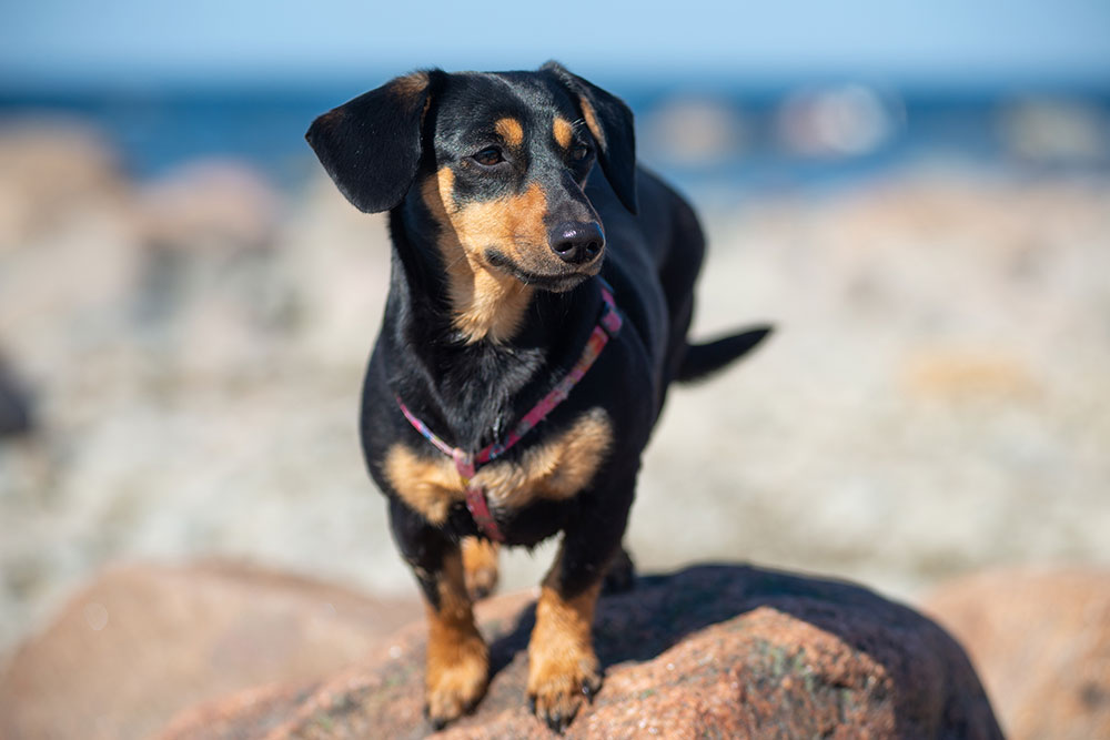 A black and tan dachshund wearing a pink harness stands on a rock by the beach, with the ocean and blurred shoreline in the background.