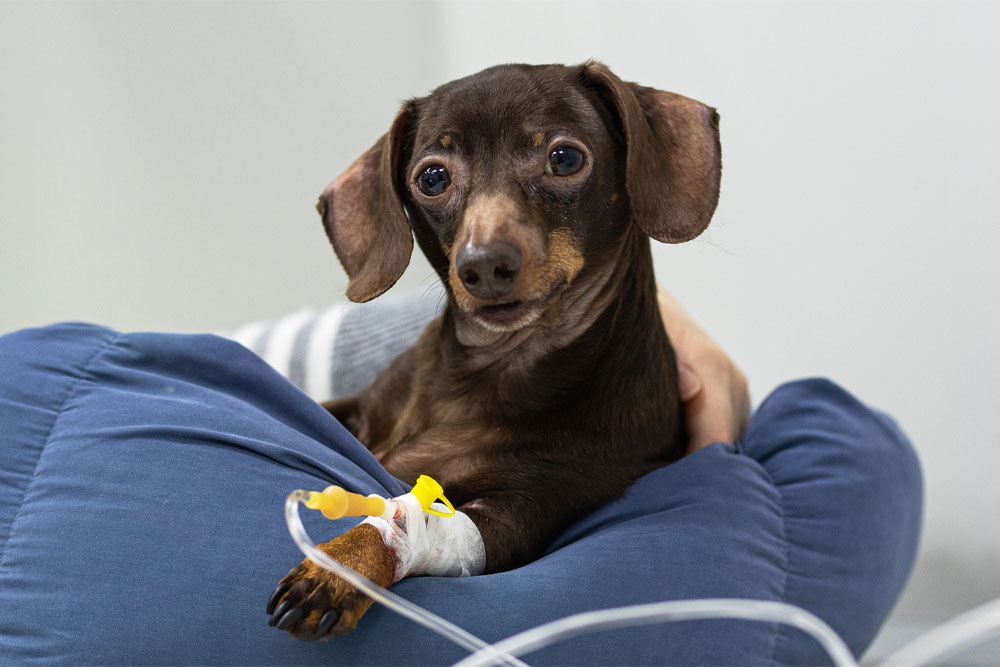 Dog undergoing canine therapy treatment at Memorial Villages Animal Hospital in Houston