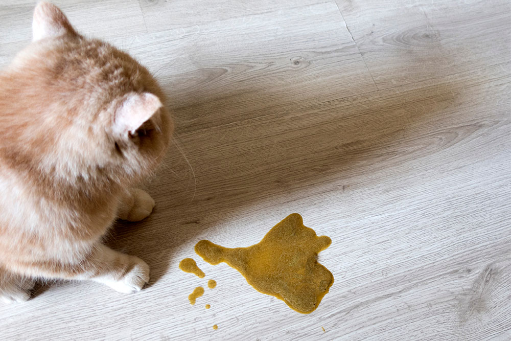 A light brown cat looks at a puddle of vomit on a wooden floor. The cat is positioned on the left, and the vomit is in the center of the image. The floor has a light-colored woodgrain pattern.