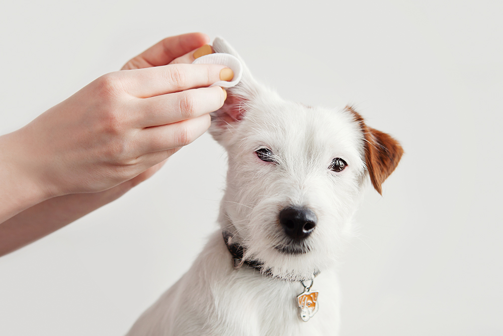 A person gently cleans the ear of a white dog with brown markings using a cotton pad. The dog is wearing a black collar with a tag and looks calm against a plain white background.