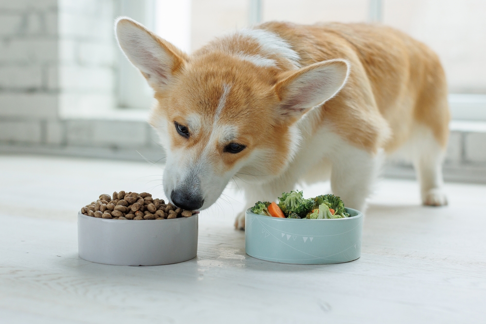 A corgi dog stands indoors, sniffing a bowl of dry kibble next to a bowl of vegetables that includes broccoli and carrots.