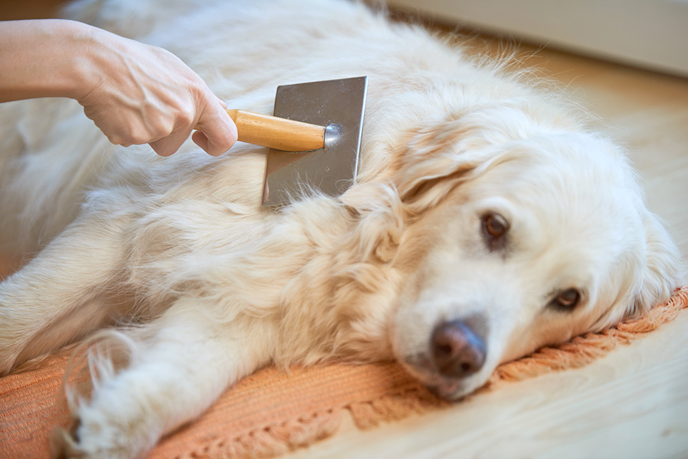 Golden retriever being gently brushed during a wellness visit at Memorial Villages Animal Hospital
