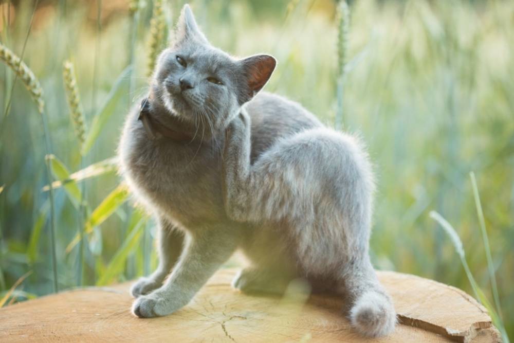 A gray cat is sitting on a tree stump in a field, scratching its neck with a hind leg. The background is blurred, showing tall grass and sunlight filtering through.