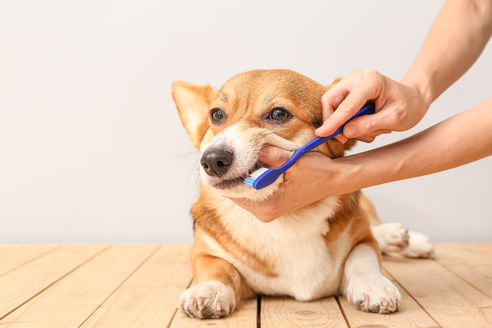 A person brushing the teeth of a brown and white corgi dog with a blue toothbrush. The dog is lying on a wooden floor and looking forward as its mouth is gently held open.