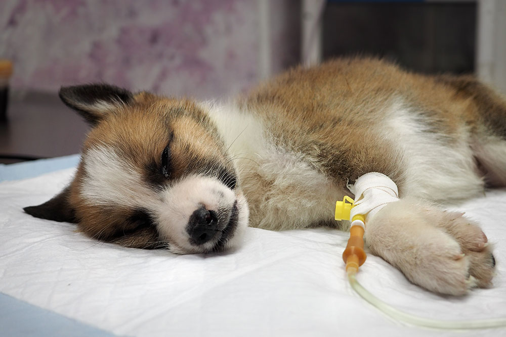 A small brown and white puppy is lying down with its eyes closed on a white pad. An IV is attached to its front paw, indicating it is receiving medical care. The background is softly blurred.