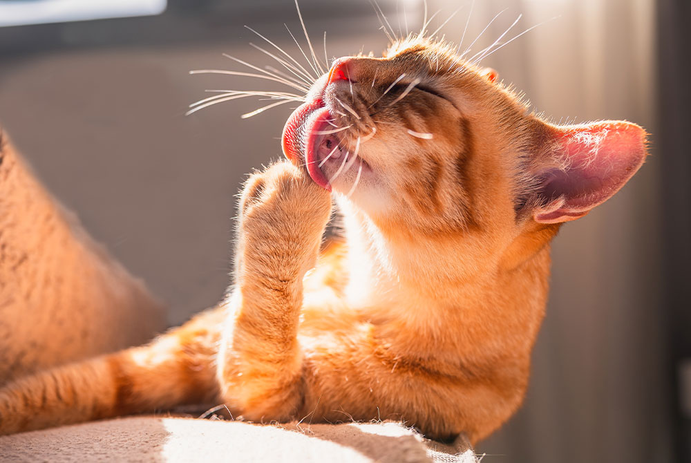 A close-up of an orange tabby cat licking its paw while sitting in sunlight, with its eyes closed and whiskers visible.