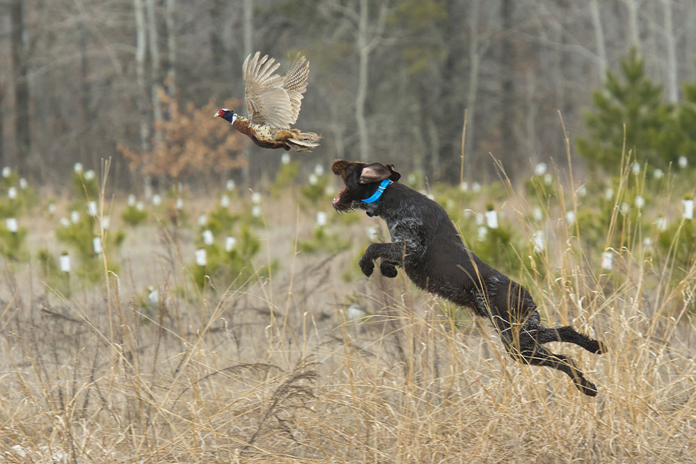 A black dog with a blue collar leaps energetically through tall grass towards a flying pheasant. The background features a field of young trees and a forest with bare branches on a cloudy day.