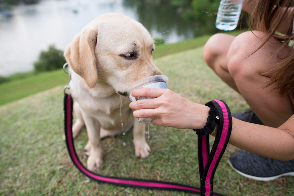 A woman in workout gear gives a labrador retriever water from a cup on a sunny day at a park, with a blurry lake in the background after their pet rehabilitation session.