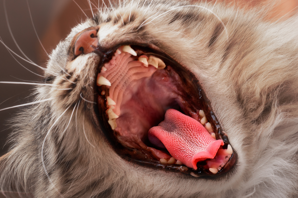 Close-up of a yawning cat showing its open mouth, sharp teeth, and textured pink tongue as an example of typical pet behavior. The focus is on the detailed interior of the mouth with blurred whisk