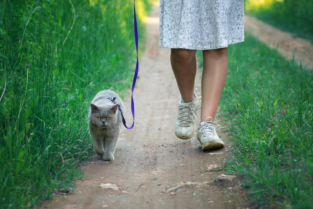 A woman in a floral dress walking a grumpy British Shorthair cat on a leash along a narrow dirt path surrounded by lush greenery as part of a pet behavior guidance program.
