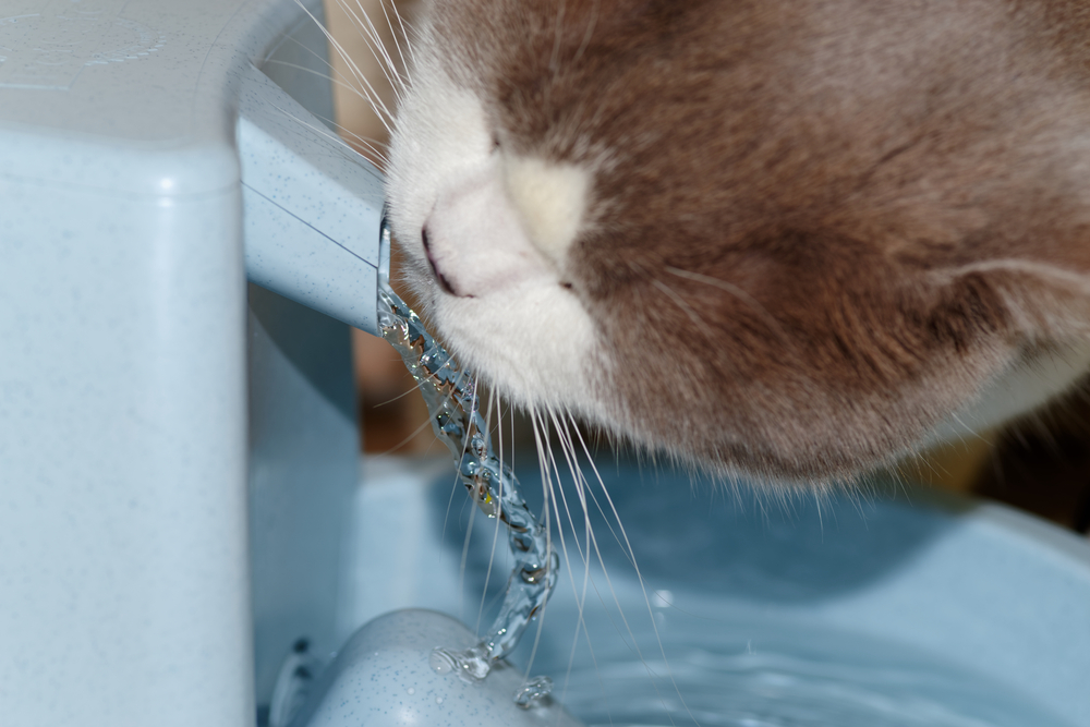 A close-up image of a brown and white cat drinking water from a flowing stream in a blue pet fountain, demonstrating pet behavior guidance.