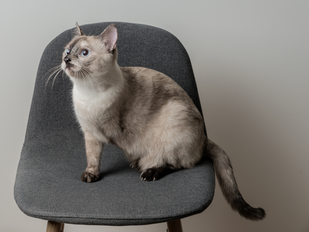 A Siamese cat with a creamy coat and dark facial markings sits on a grey upholstered chair, looking curiously upwards. Its blue eyes, wide and alert, reflect its interest in pet nutrition