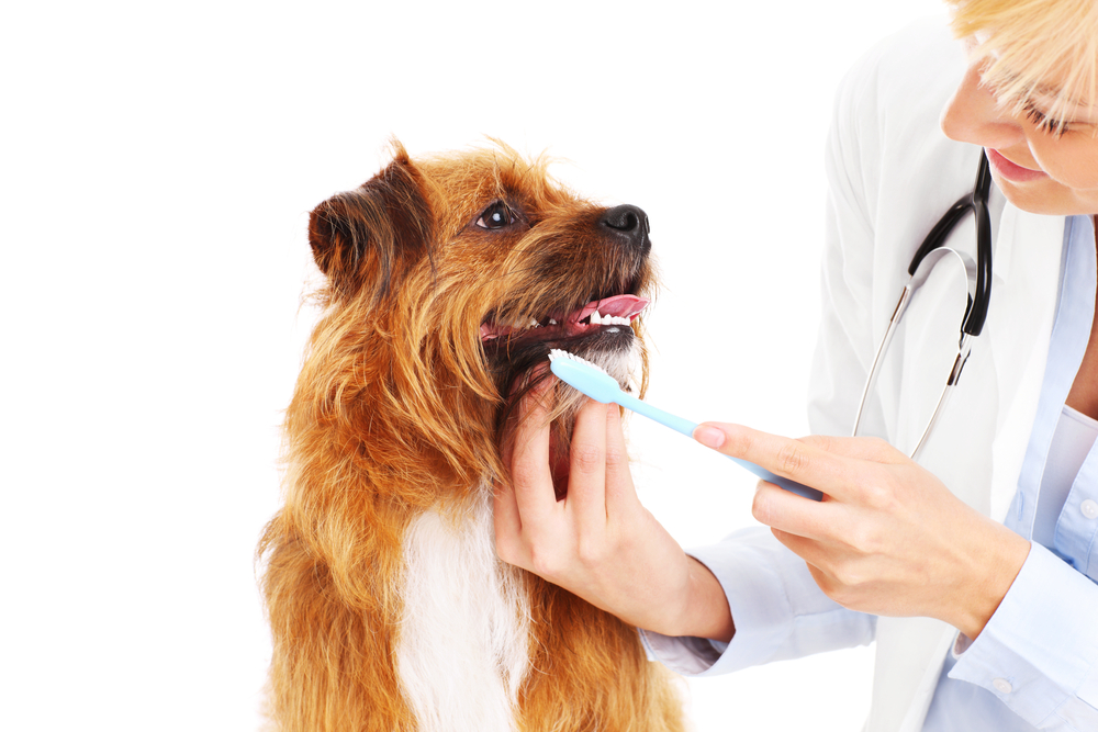 A veterinarian in Houston brushing the teeth of a brown and white dog, focusing closely on the dog's mouth, isolated on a white background.