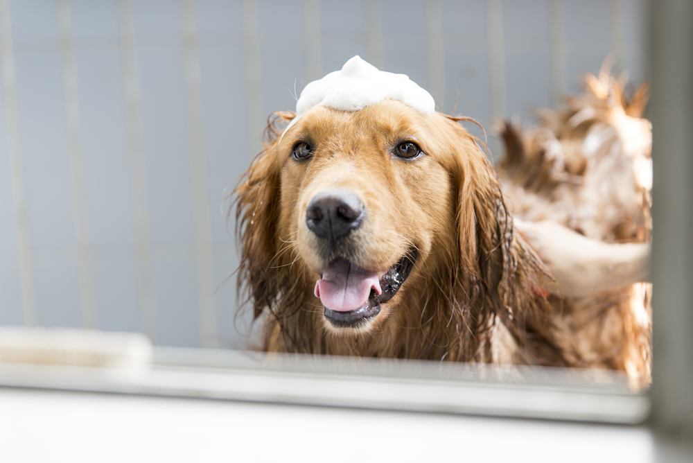 A golden retriever with a happy expression, sitting in a bath with shampoo foam on its head as part of its pet rehabilitation, panting slightly with its tongue out.
