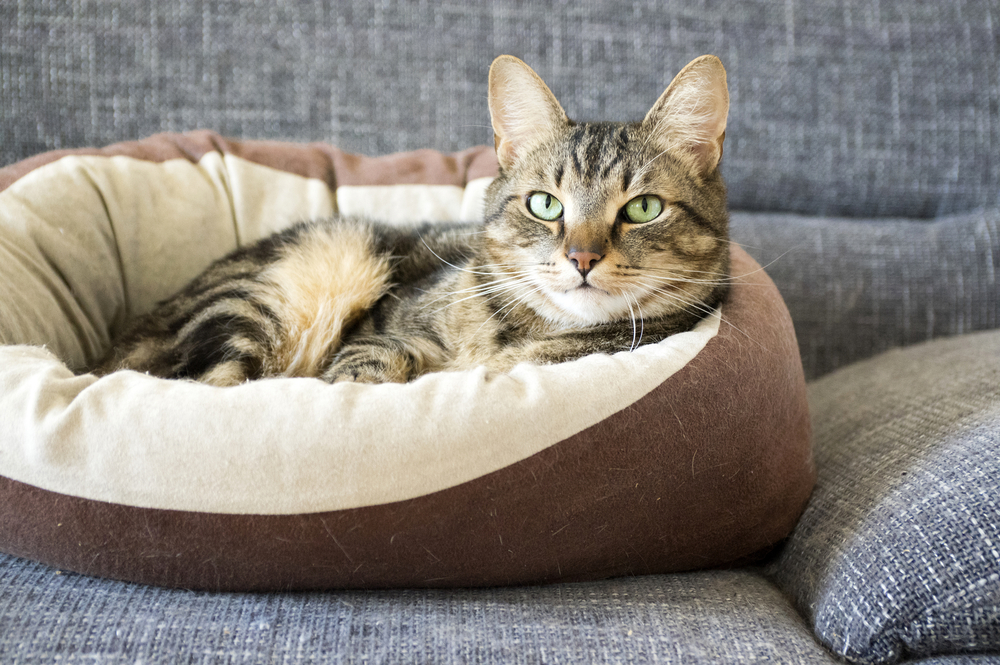 A tabby cat with green eyes lounges comfortably in a cozy brown and cream pet bed placed on a grey sofa, reflecting expert pet behavior guidance.