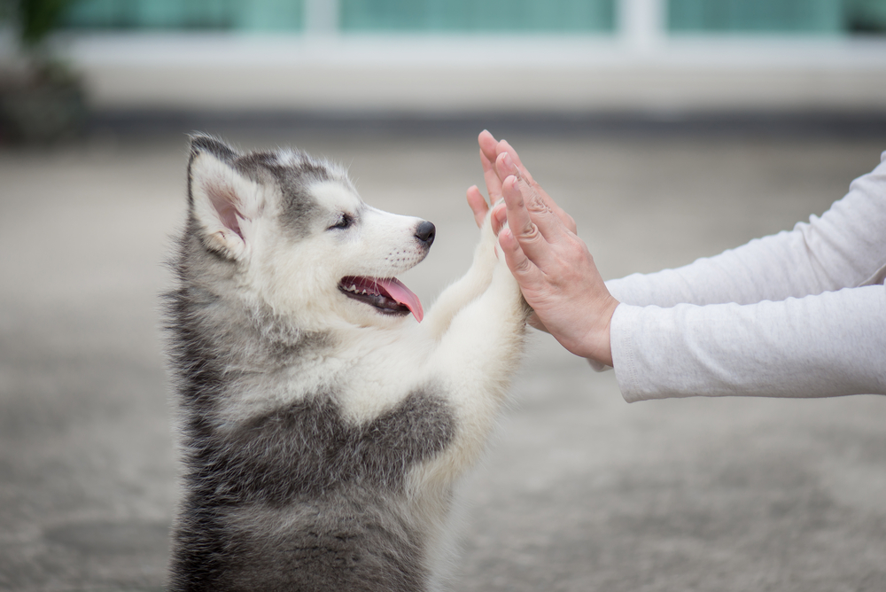 A joyful husky dog with a fluffy gray and white coat high-fiving a human hand, displaying an open mouth in apparent happiness, outdoors with a blurred background. This scene exemplifies positive pet behavior