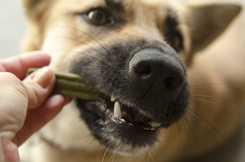 Close-up of a dog biting a green vegetable held by a human hand, focusing on the dog's nose and teeth as part of pet nutrition guidance.