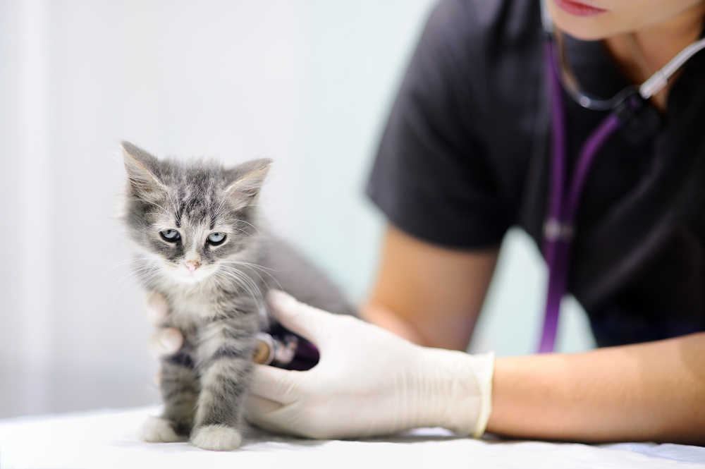 Female veterinarian using a stethoscope to examine a kitten at Memorial Villages Animal Hospital