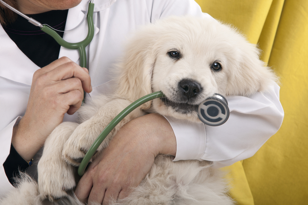 A veterinarian holding a fluffy, white puppy, examining it with a stethoscope against a yellow background, providing veterinary care focused on the puppy's health.